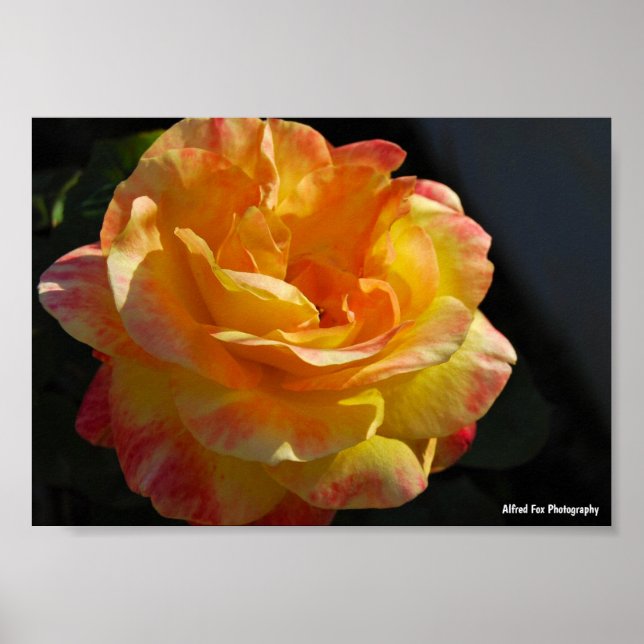Pink and Yellow Floral Rose Poster (Front)