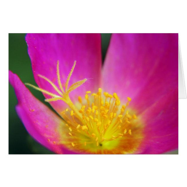 Pink and Yellow Flower (Front Horizontal)