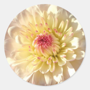 Pink and Yellow Mum Classic Round Sticker