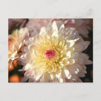 Pink and Yellow Mums Postcard