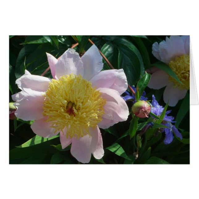 Pink and Yellow Peonies Beautiful Floral (Front Horizontal)