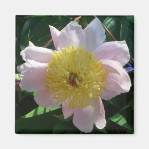 Pink and Yellow Peonies Beautiful Floral Magnet