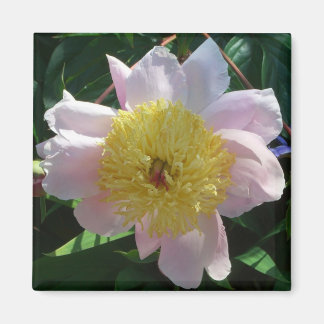 Pink and Yellow Peonies Beautiful Floral Magnet