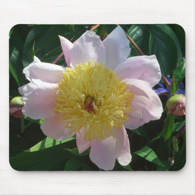Pink and Yellow Peonies Beautiful Floral Mouse Pad (Front)