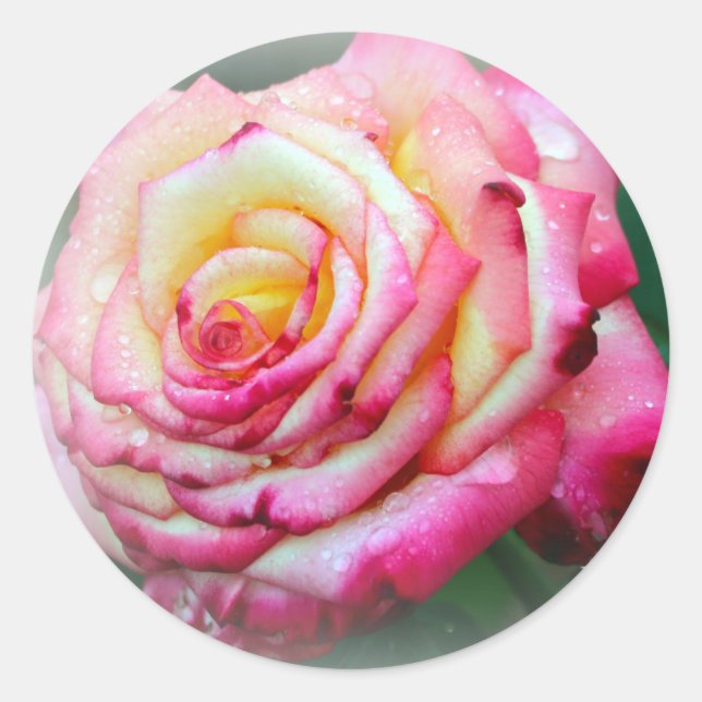 Pink and Yellow Rose Classic Round Sticker (Front)