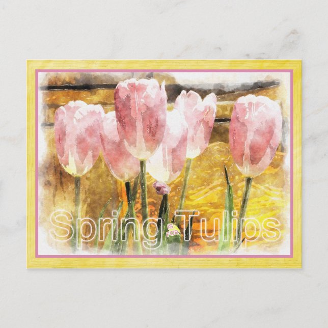 Pink and Yellow - Spring is for Tulips Postcard (Front)