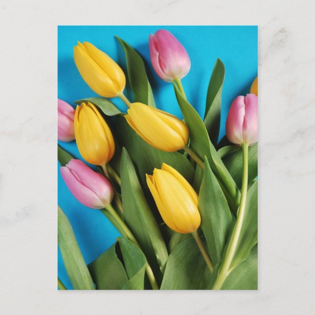 Pink and yellow spring tulips postcard (Front)
