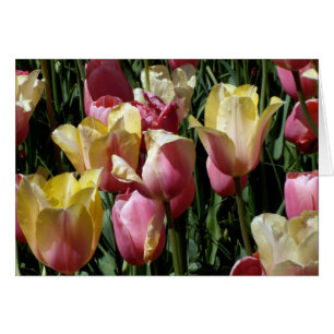 Pink and Yellow Tulips