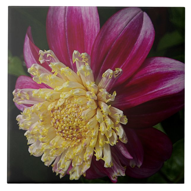 Pink Anemone Dahlia Bloom Floral Tile (Front)