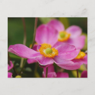 Pink Anemone Flower Postcard