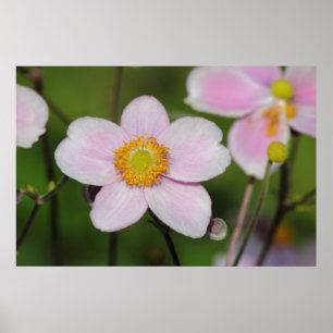 Pink Anemone Poster