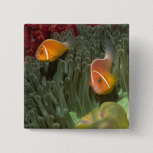 Pink Anemonefish in Magnificant Sea Anemone 15 Cm Square Badge (Front)