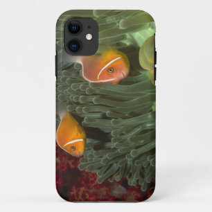 Pink Anemonefish in Magnificant Sea Anemone Case-Mate iPhone Case