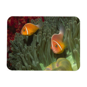 Pink Anemonefish in Magnificant Sea Anemone Magnet