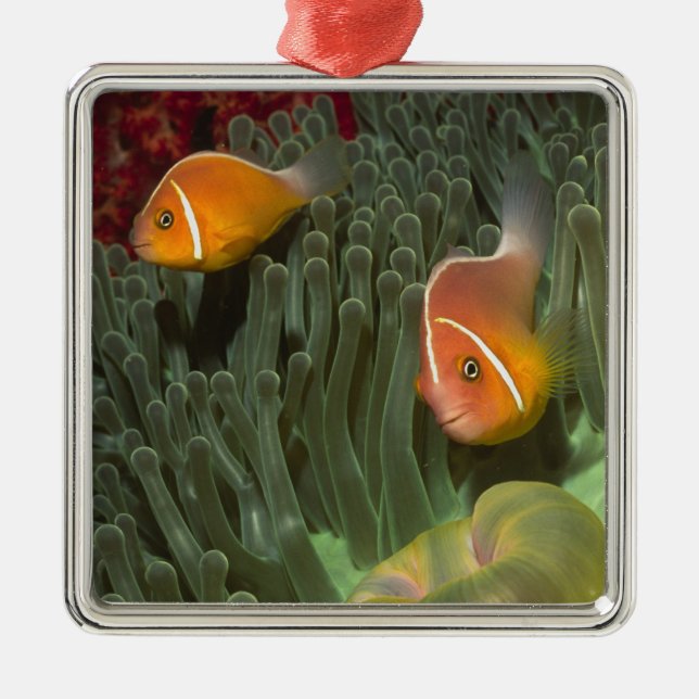 Pink Anemonefish in Magnificant Sea Anemone Metal Tree Decoration (Front)