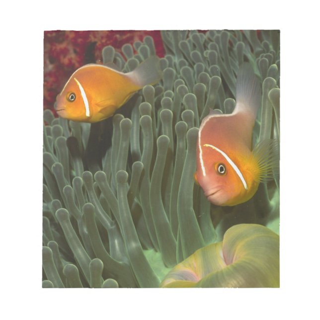 Pink Anemonefish in Magnificant Sea Anemone Notepad (Front)