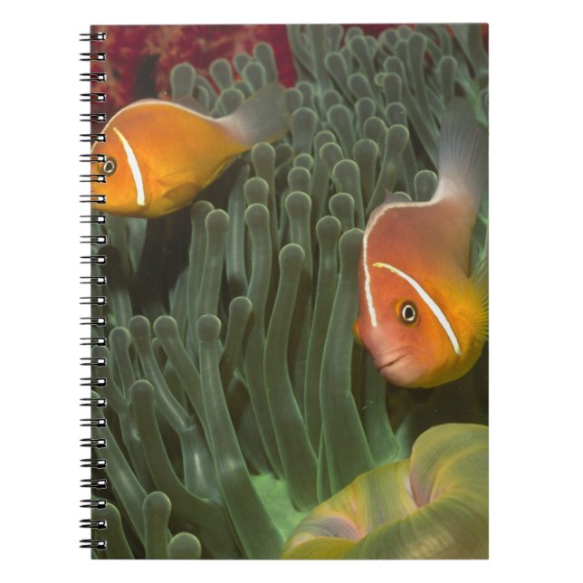 Pink Anemonefish in Magnificant Sea Anemone Spiral Notebook (Front)