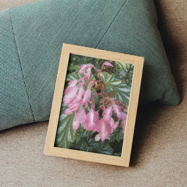 Pink Angel Wing Begonia Floral Photo Print (In Situ Framed)