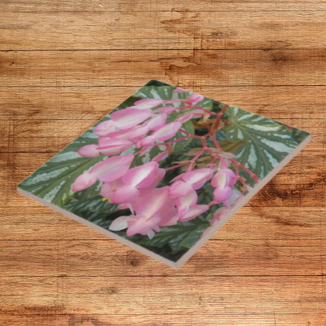 Pink Angel Wing Begonia Floral Tile (In Situ)