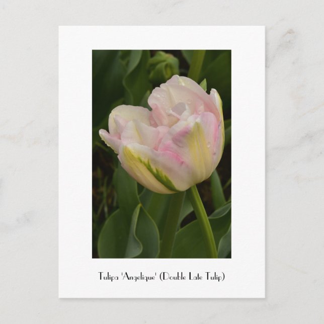 Pink 'Angelique' (Double Late Tulip) Postcard (Front)