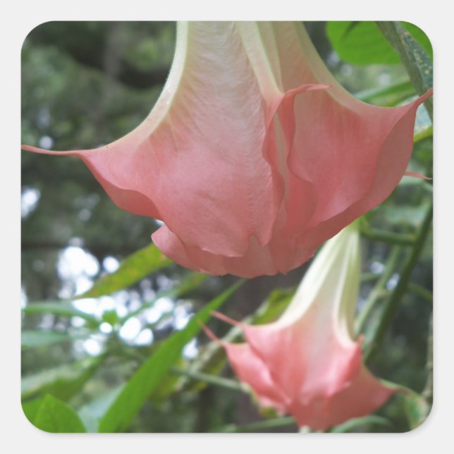 Pink Angels trumpet flowers Square Sticker (Front)