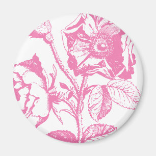 Pink Antique Rose Magnet