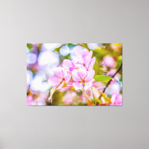 Pink Apple Blossom Canvas Print