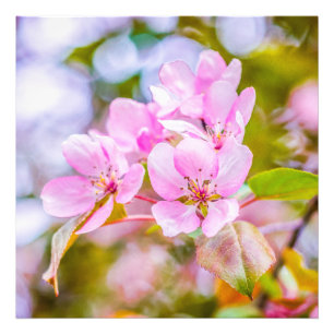 Pink Apple Blossom Photo Print