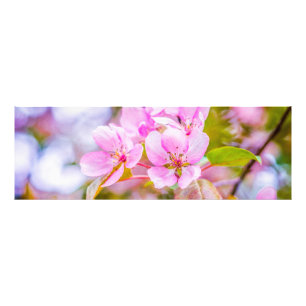 Pink Apple Blossom Photo Print