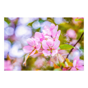 Pink Apple Blossom Photo Print