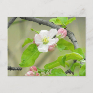 Pink Apple Blossom Postcard