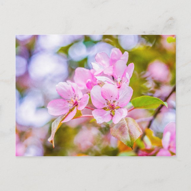 Pink Apple Blossom Postcard (Front)