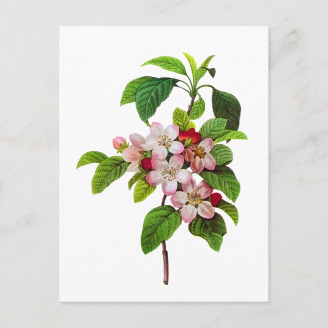 Pink Apple Blossoms by Pierre Jopseph Redoute Postcard (Front)