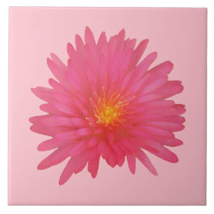 Pink Aptenia Flower on Ceramic Tile