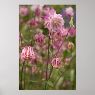 Pink aquilegia ... poster