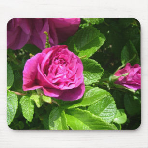 Pink aromatic rose flowers with green leaves mouse pad