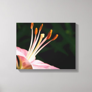 Pink Asiatic Lily Closeup Canvas Print