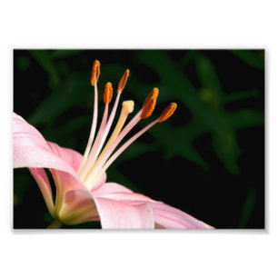 Pink Asiatic Lily Closeup Photo Print
