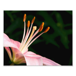 Pink Asiatic Lily Closeup Photo Print