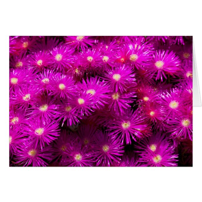 Pink Aster Flowers (Front Horizontal)