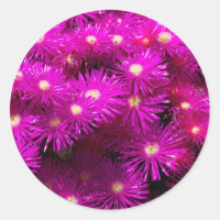 Pink Aster Flowers