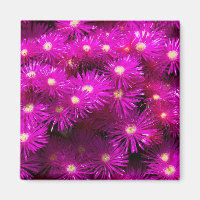 Pink Aster Flowers
