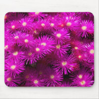 Pink Aster Flowers