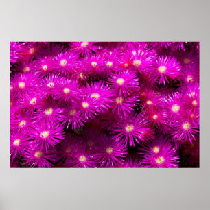 Pink Aster Flowers Poster