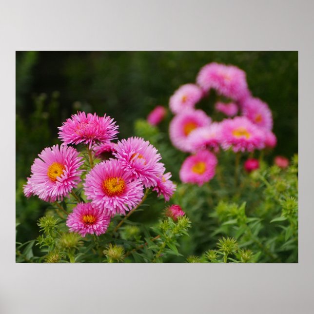 Pink Aster Flowers Poster (Front)