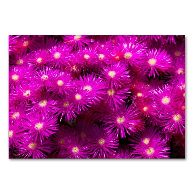 Pink Aster Flowers Table Number (Front)