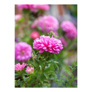 Pink Asters Flowers Photo Print