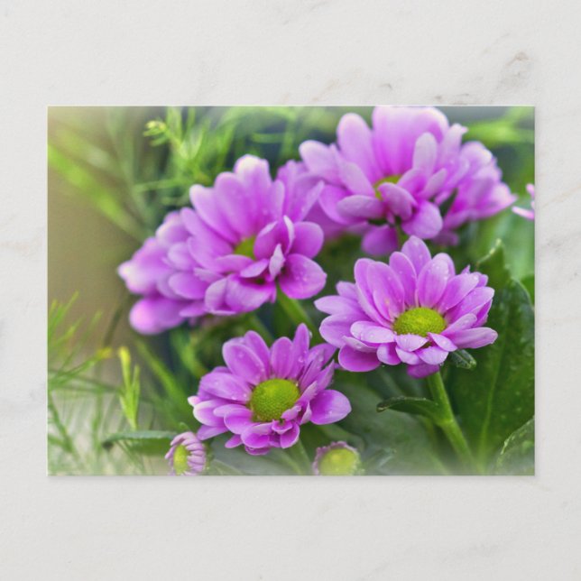 Pink asters postcard (Front)