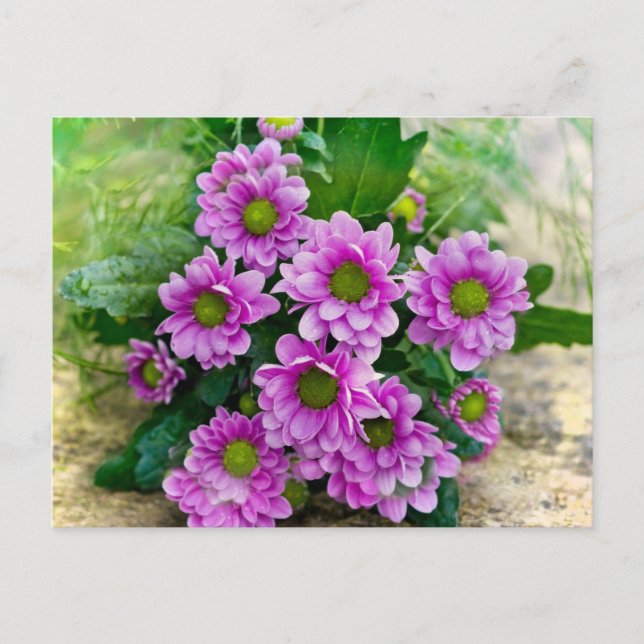 Pink asters postcard (Front)