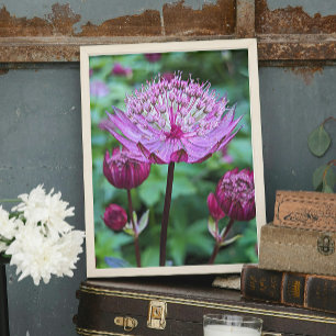Pink Astrantia Bloom Floral Photo Print